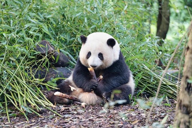 成都杀疯了一夜爆红！四川集体看懵圈！