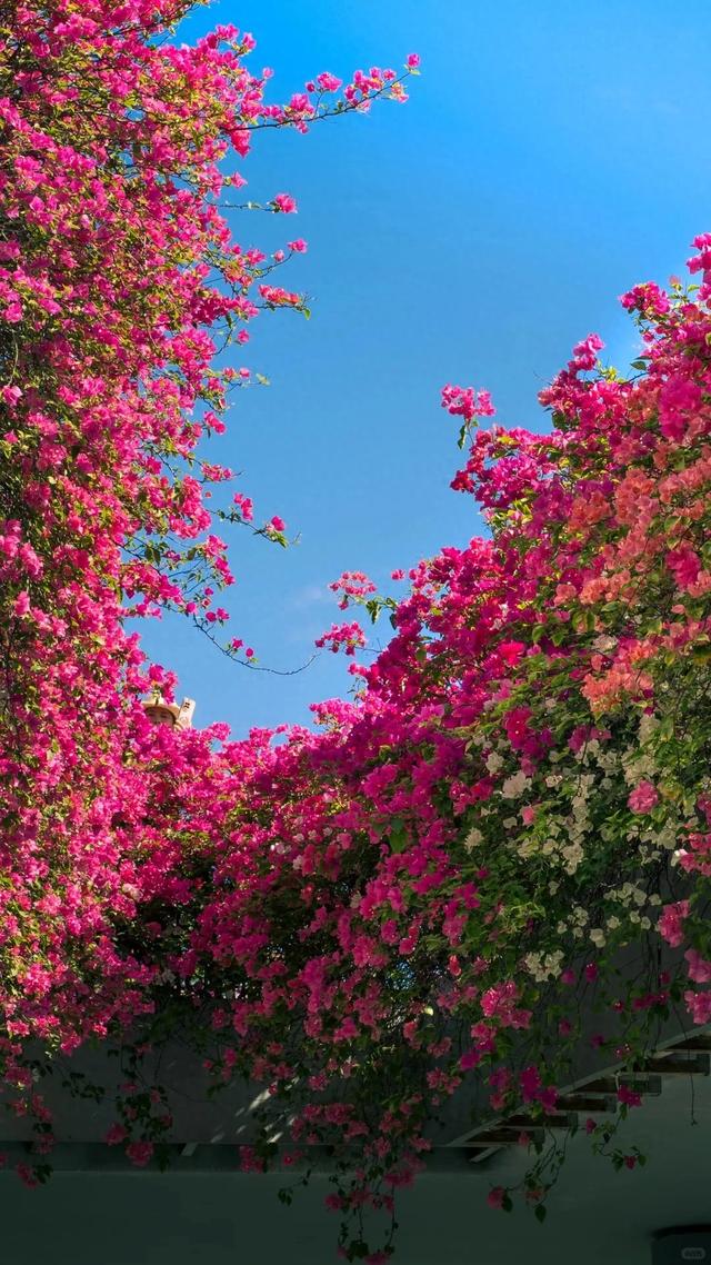 这是冬天?厦门暖冬花花花花花花样缤纷~