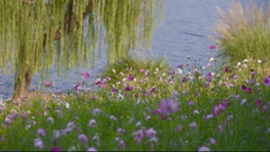 黄山屯溪河畔波斯菊盛放如歌 花海诗意引客寻梦