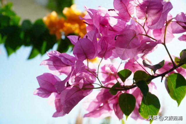 霞浦花沁石,海边莫奈花园的秋冬独属烂漫