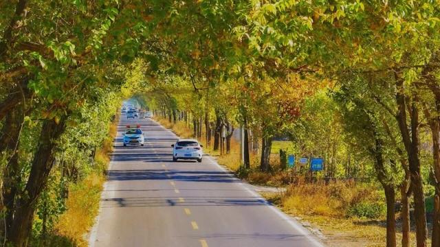 奇妙！这里开车是在树洞中穿行