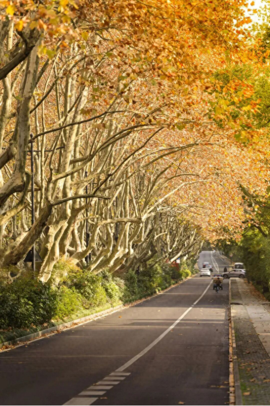 杭州秋冬的“多巴胺”美景来啦～