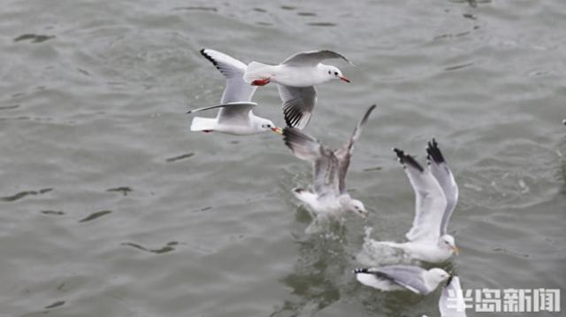 鸥遇青岛｜快来吸“鸥”气！5种神仙玩法刷爆朋友圈→