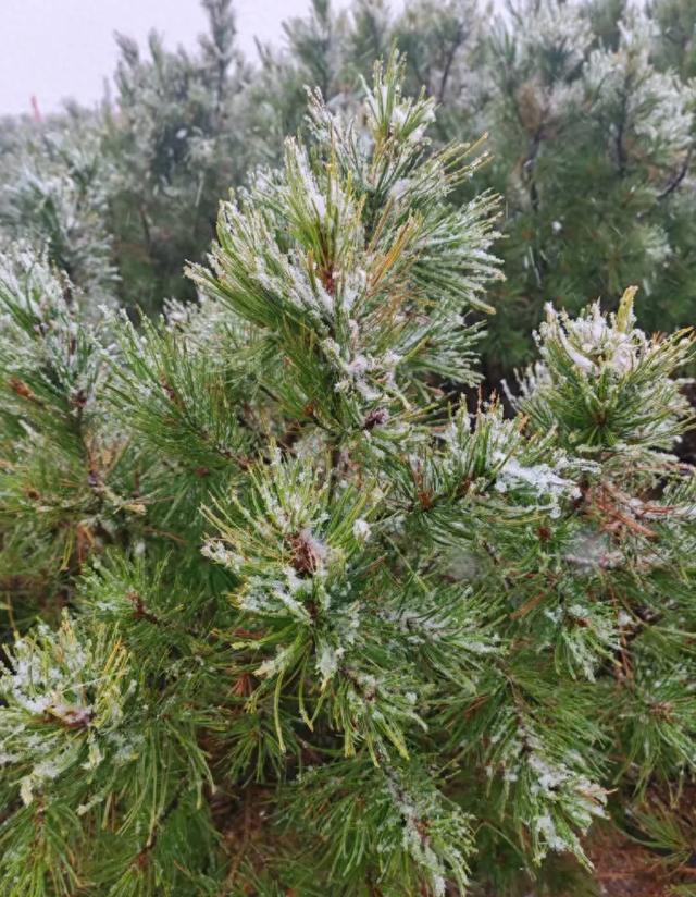 东北这里下雪了！