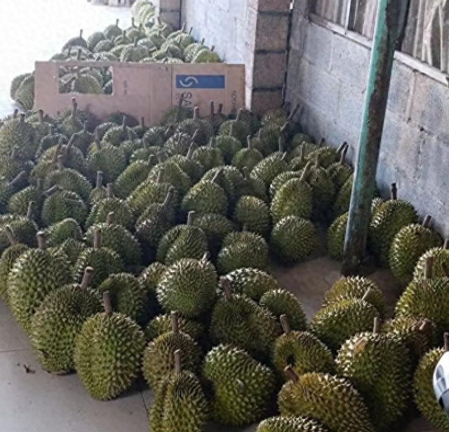 失去中国市场后，大量水果烂地里卖不出去，现在开始后悔得罪中国