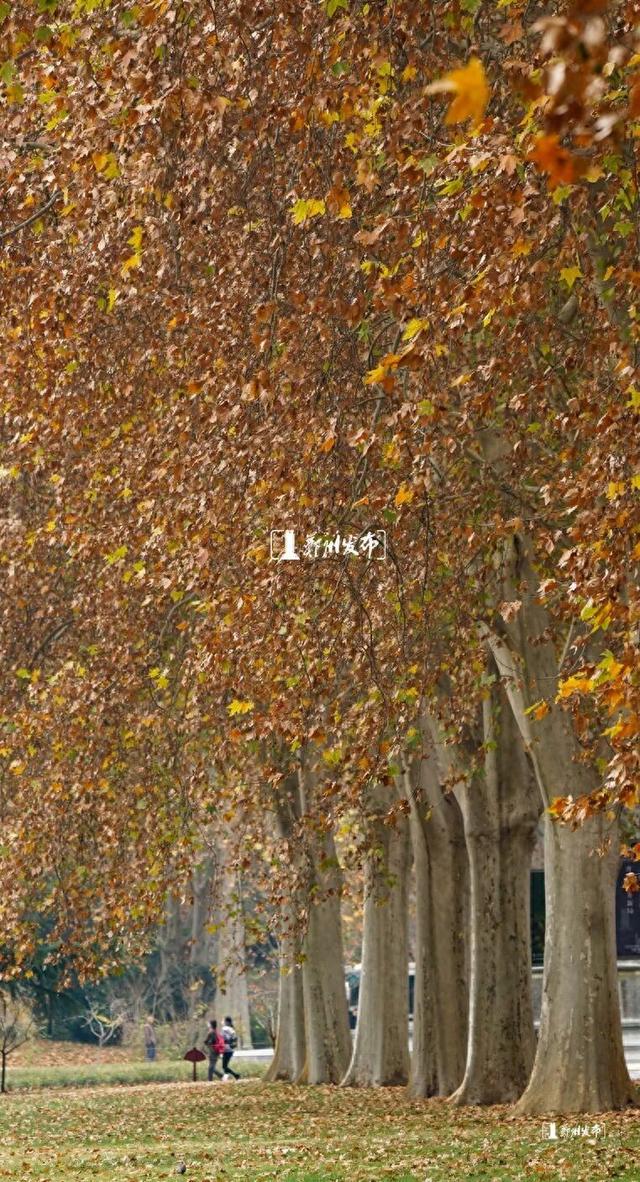 郑州与落叶的诗意悄悄延长！