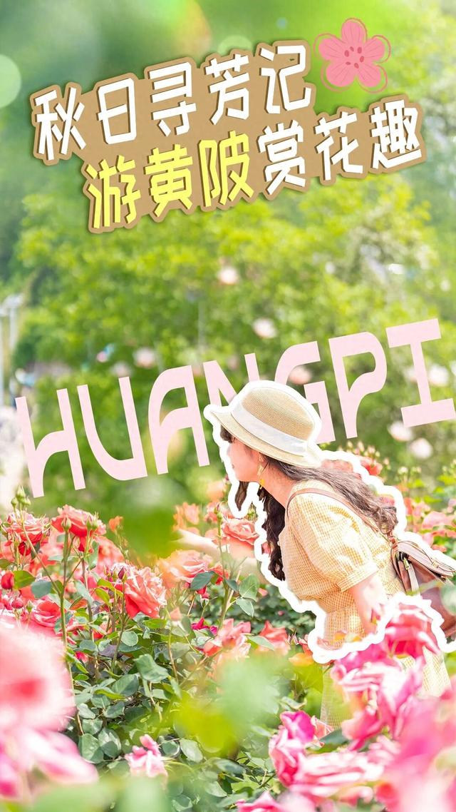 秋日寻芳记，游黄陂，赏花趣！