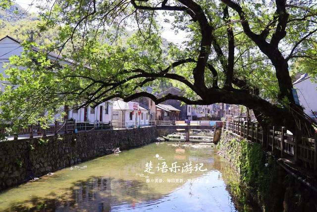 浙江宁波的山间古村，特色民宿藏在树林之中，溪水中流成玩水胜地
