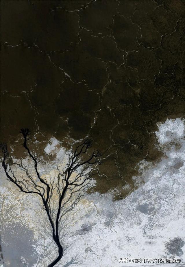 大地的笔触：在杭锦旗遇见哈日芒乃淖的“生命之树”