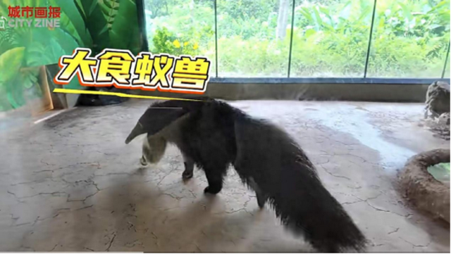 周末不够去非洲，广东人选择在清远看动物世界