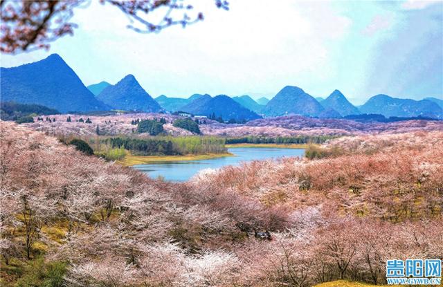 贵安樱花园最新实拍图来啦！