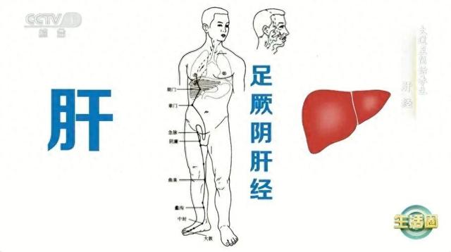 肝脏在什么部位（肝好不好 看这2处就知道秋季养肝建议你做好这几件事→）