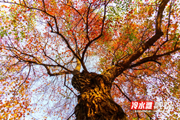 永州冷水滩：又是一年乌桕红 冬日里的限定美景