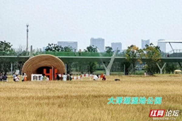 每一片叶子，都是大地写就的诗行——向野而生的大泽湖湿地公园