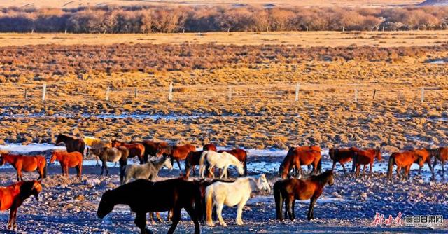 雪映祁连风光壮美  骏马踏尘牧歌悠扬  冬日山丹马场满目皆景