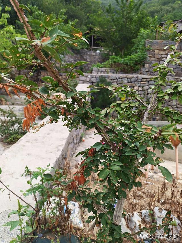 10）青龙坝上的时光褶皱：一场跨越五年后的再相遇