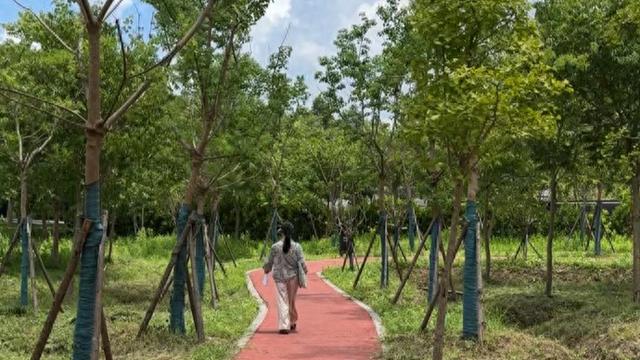 上海已建成193个开放休闲林地，“走得进去”的同时如何“留得住人”？