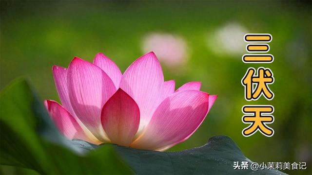 7月20入伏，老人说：闰月伏穿棉衣，今年三伏天在闰六月，早准备