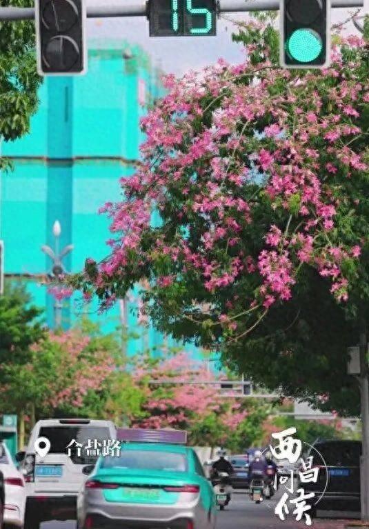 【美丽四川】川兴大道异木棉‖陈林