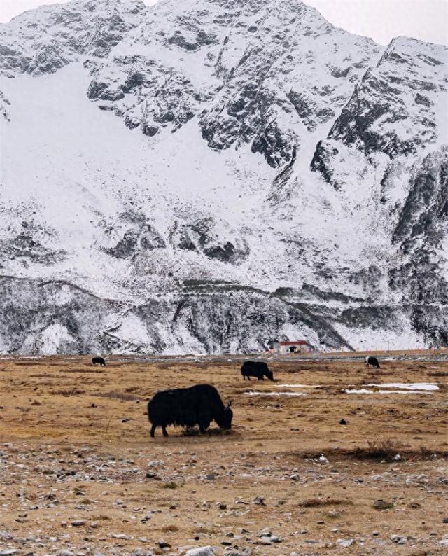 为什么一定要在冬天来一趟波密呢？