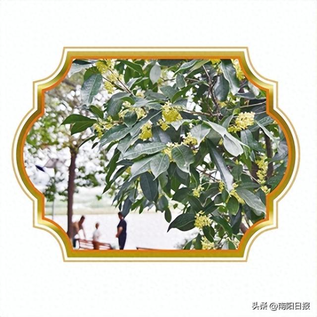 南阳市第一波桂花开啦 一场秋雨一层凉 满城桂花一夜香