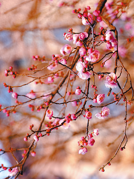 驿城寒梅迎冬开 暗香浮动醉游人