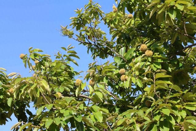 高粱红了！栗子熟了！在日照这里，玩出秋天的仪式感……