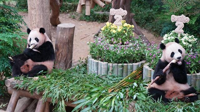 李在明访华期间提出：希望中方再向韩方租借一对大熊猫；目前有4只大熊猫生活在韩国爱宝乐园
