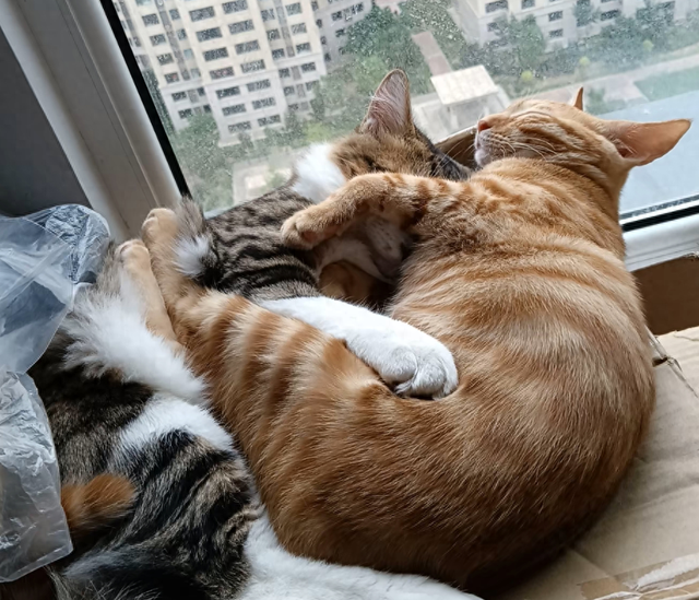 小姐姐每次加班后都在猫跟前骂老板，结果…猫第一次见老板就哈气