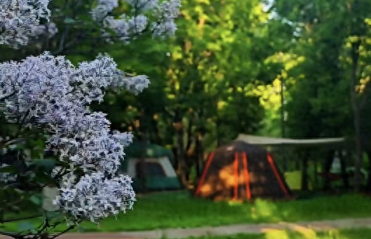 定了！免费！4月30日，大庆城市森林露营开营，200+营位需领露营“入场券”→