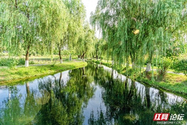 【高清湖南】绿树、流水、花海…… 邂逅长沙洋湖旁的治愈角落