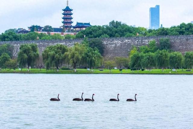 南京多地惊现“野生”黑天鹅，专家：它可不是什么善茬！