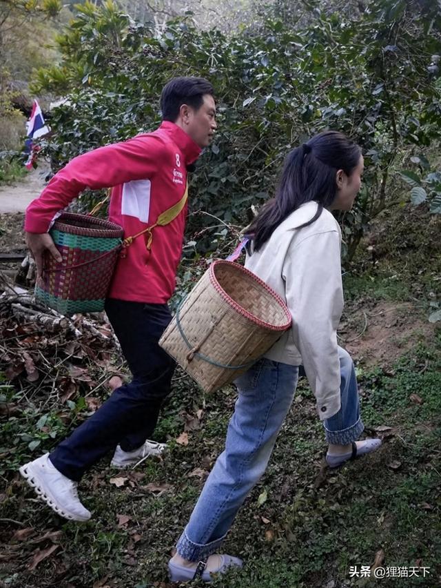佩通坦去清迈采咖啡果，她还逛夜市逛古村，有丈夫陪着她挺幸福