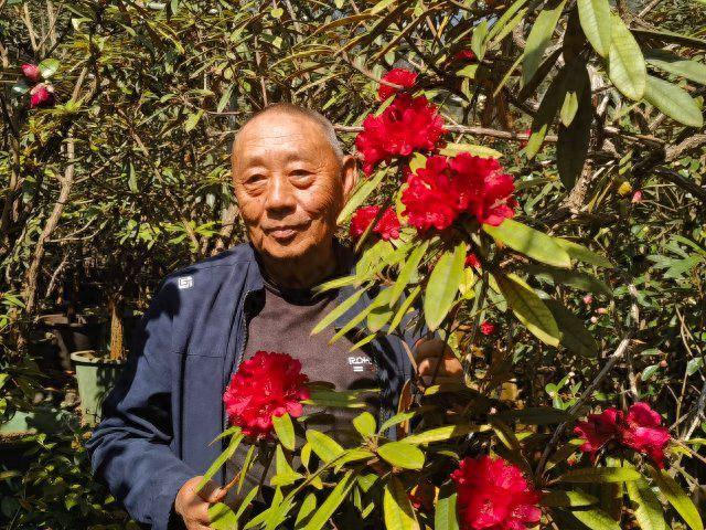 马樱花的养殖方法和注意事项（昆明73岁花匠用23年驯化马樱花）