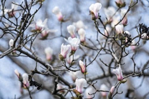 百花公园玉兰花本月将迎最佳观赏期