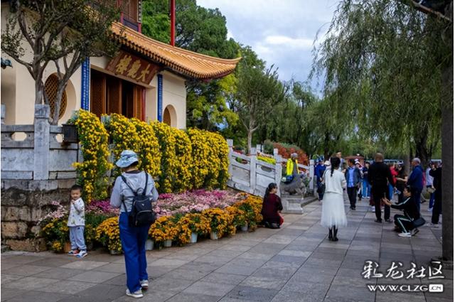 大观公园金秋菊花展掠影（B）