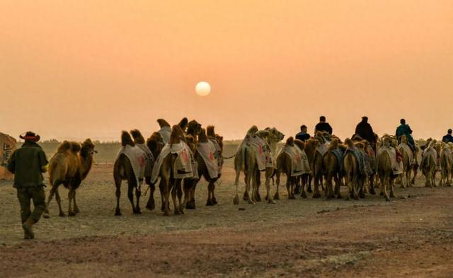 重走丝绸之路，这支“东天山来的骆驼队”到哪了？