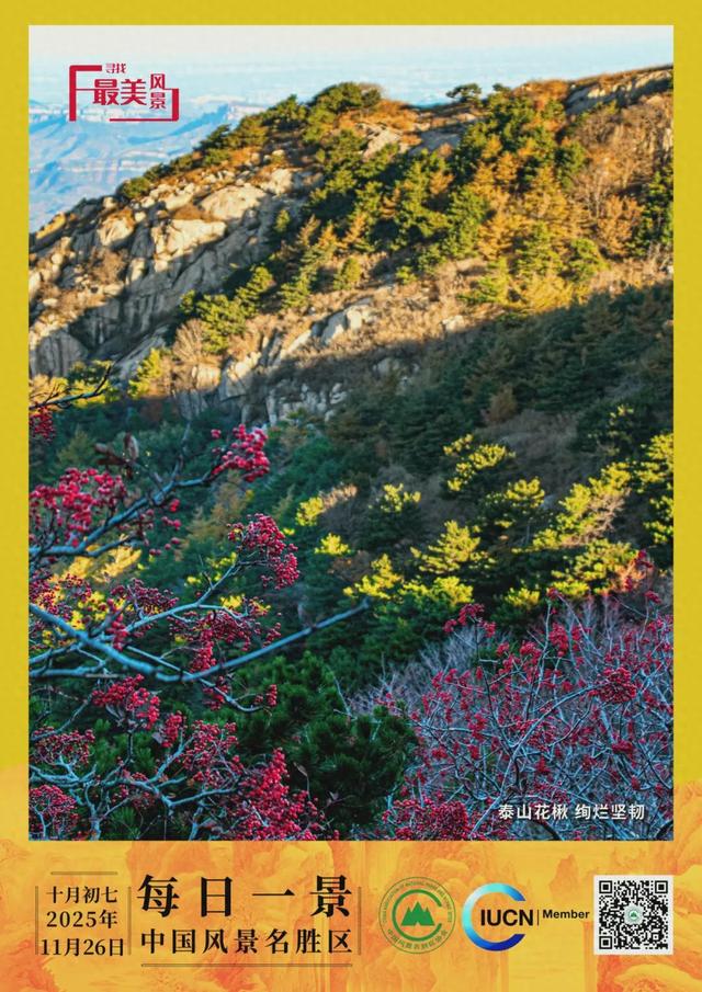 每日一景 | 泰山花楸 绚烂坚韧