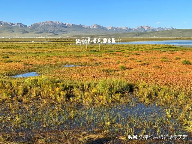 若尔盖大草原之花湖的梦幻仙境
