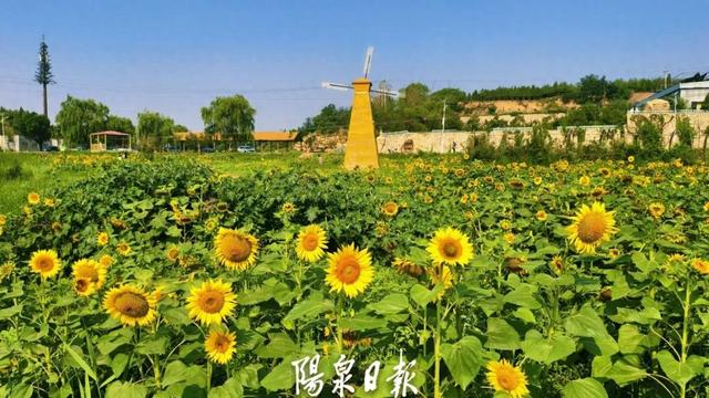快去打卡！阳泉有片金色花海～