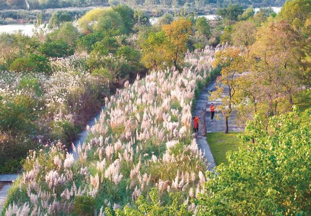 滁城蒲苇盛开秋渐浓