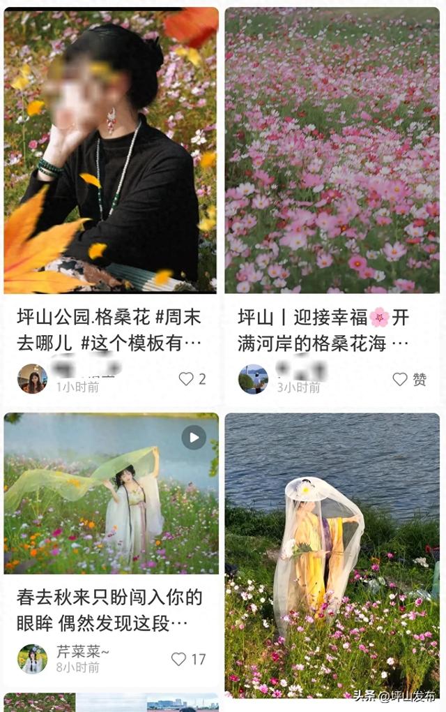 看完你的 看你的，坪山这片格桑花海承包你的秋日治愈感！