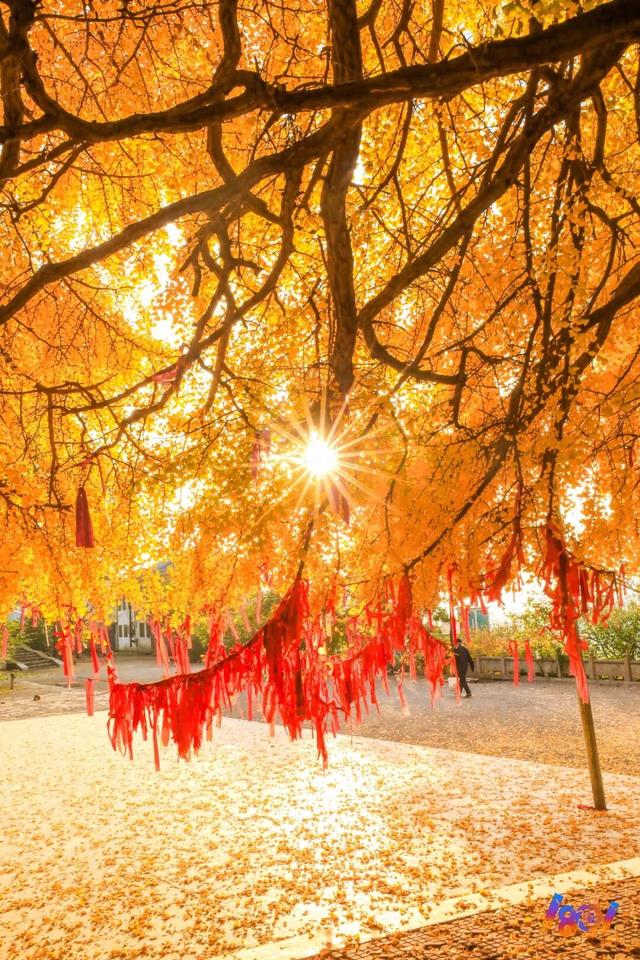 顶流“约会”，主角2500岁 ！潍坊安丘城顶山！