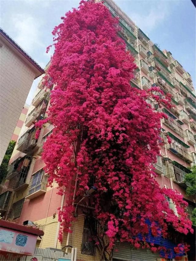 看，高27米“花瀑布”从楼顶倾泻而下！