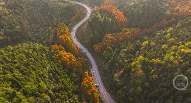 彩林进入黄金期，这条旅游公路美出圈！