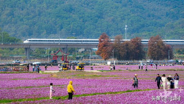 太出片了！中山崖口600多亩格桑花开了