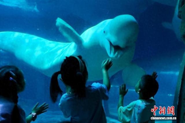 浙江杭州：暑假临近尾声 海洋馆热度不减
