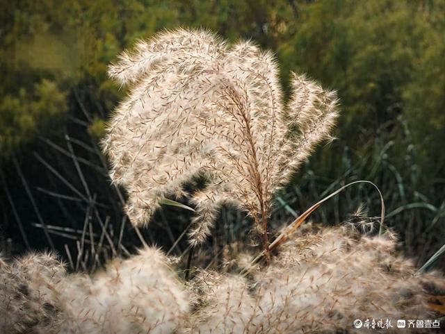 沂河岸边荻花开，如诗如画随风摆