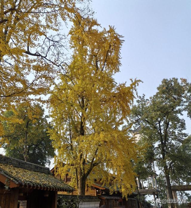 为看金黄美景和红墙，我来北碚静观走一趟，在塔坪寺和思乡台公园