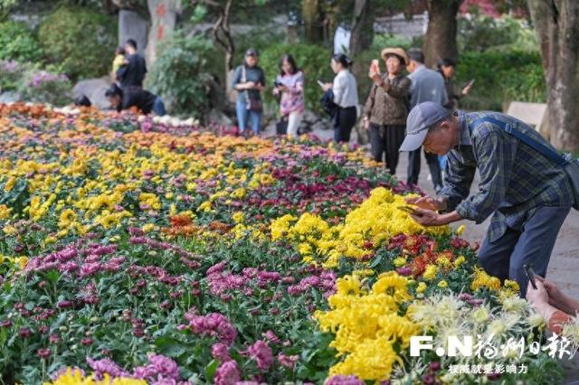 福州西湖金秋菊展下周开幕